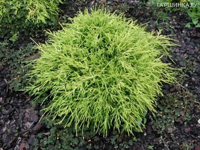 Кипарисовик Санголд