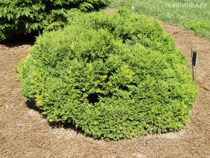 Кипарисовик горохоплодный Голден Пин Кушн