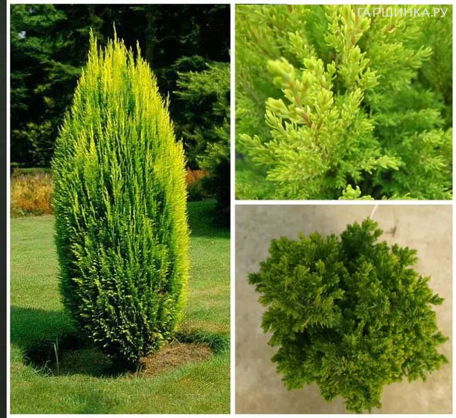 Кипарисовик Лавсона Эллвудз Голд