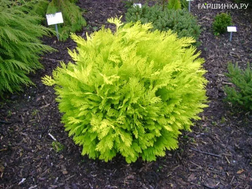 Кипарисовик Лавсона Мини Нова