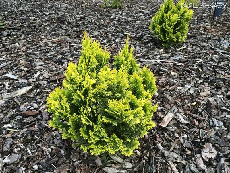 Кипарисовик Лавсона Минима Ауреа