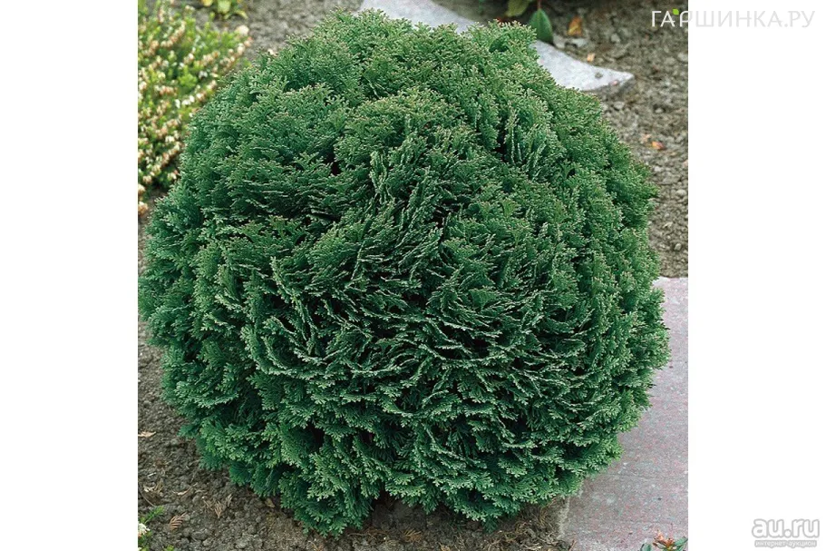 Кипарисовик Лавсона Минима Глаука