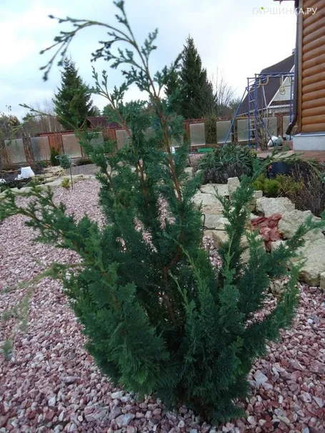 Кипарисовик Лавсона Виссели