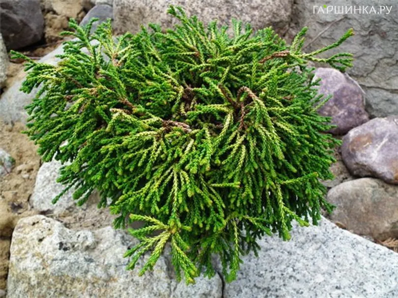 Кипарисовик тупой Гитте