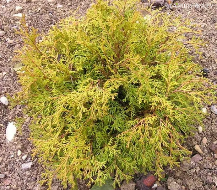 Кипарисовик Камарачиба тупой