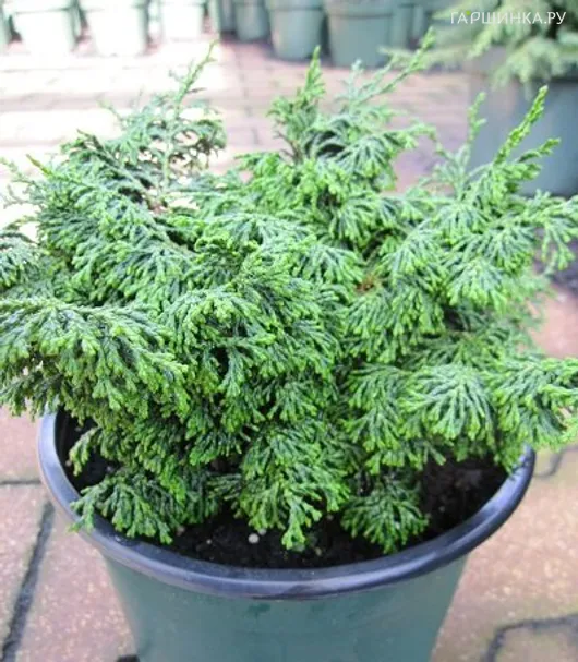 Кипарисовик тупой Морин