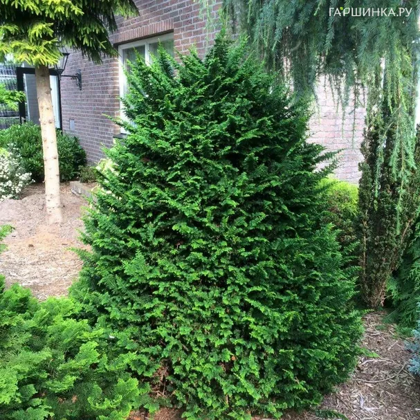 Кипарисовик тупой Тедди Биер