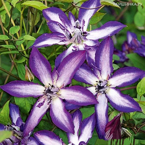 Клематис Астра Нова крупноцветковый (3)