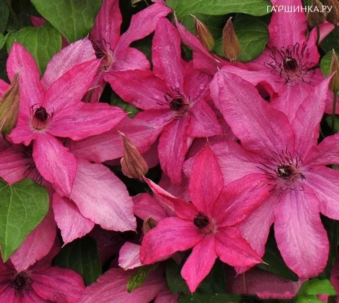 Клематис Барбара крупноцветковый (3)