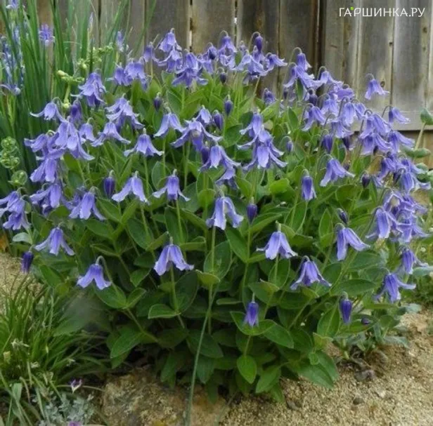 Клематис цельнолистный