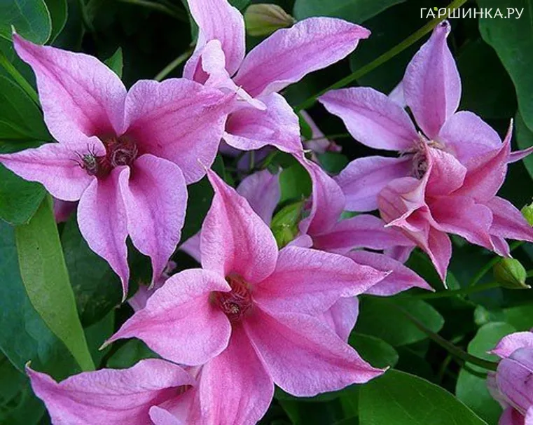 Клематис Дачес оф Албани (3)