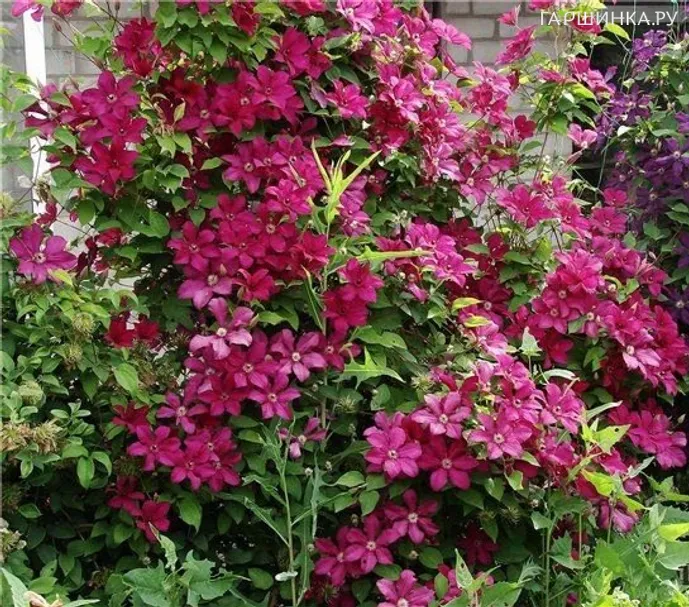 Клематис Кардинал Вышинский крупноцветковый