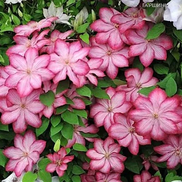 Клематис Либерти крупноцветковый (2)