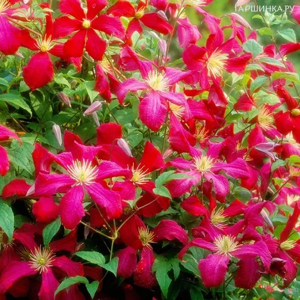 Клематис Мадам Джулия Корревон крупноцветковый (3)