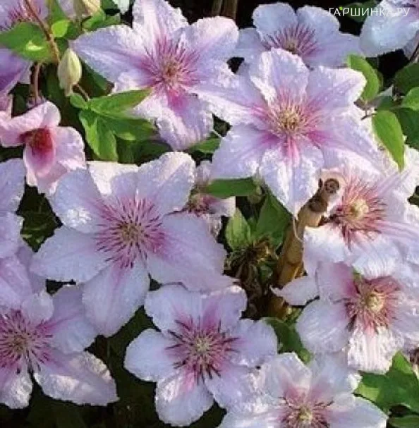 Клематис Мармори крупноцветковый (3)