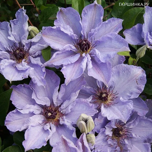 Клематис Миосотис крупноцветковый (2)