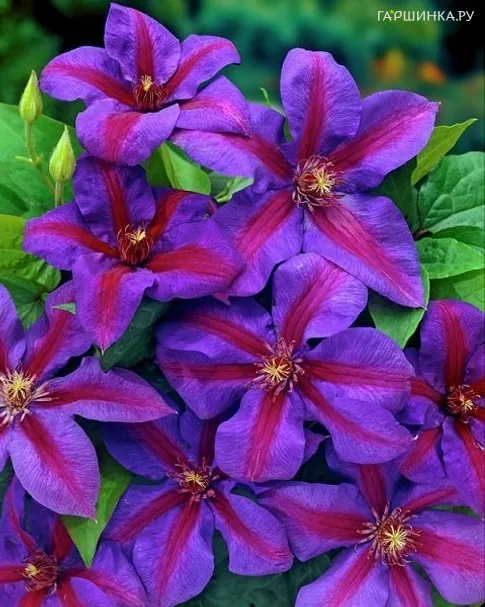 Клематис Миссис Томпсон крупноцветковый (2)