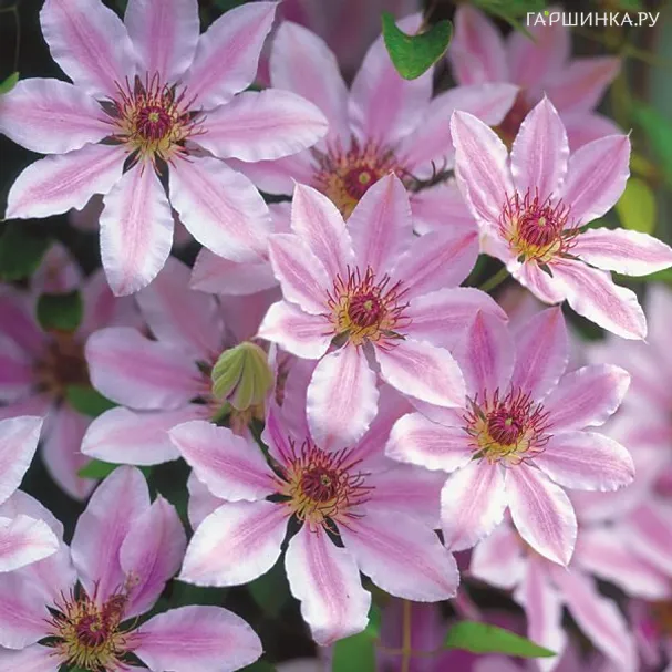 Клематис Нелли Мозер крупноцветковый (2)