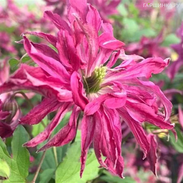 Клематис Розалин (3)