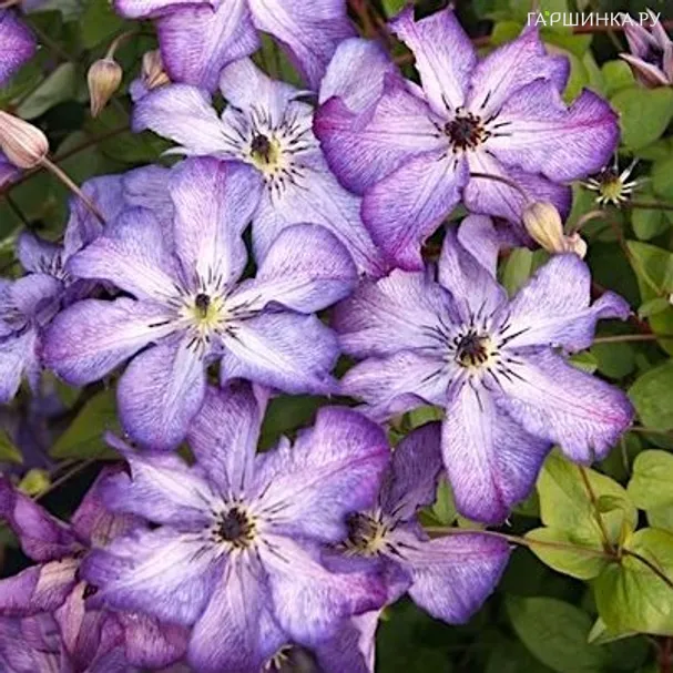 Клематис Супер Нова крупноцветковый (3)