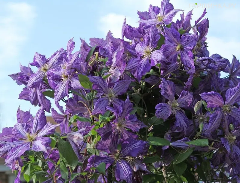 Клематис Тай Дай (Бантик) крупноцветковый (3)