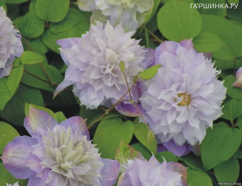 Клематис Вероника Чойс (Выбор Вероники) махровый (2)