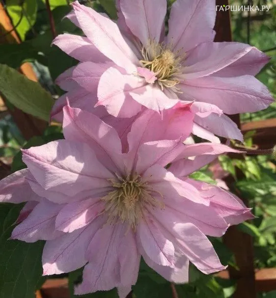 Клематис Виолет Элизабет махровый (2)