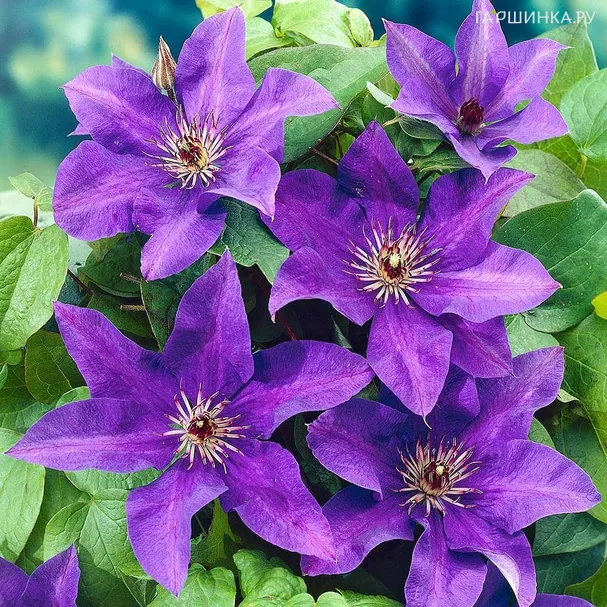 Клематис Президент крупноцветковый (2)
