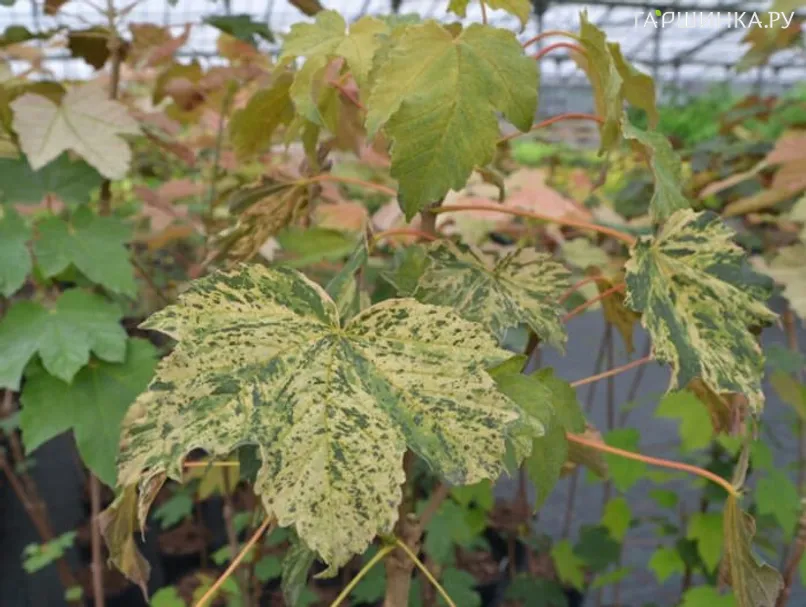 Клен ложноплатановый Реймонт