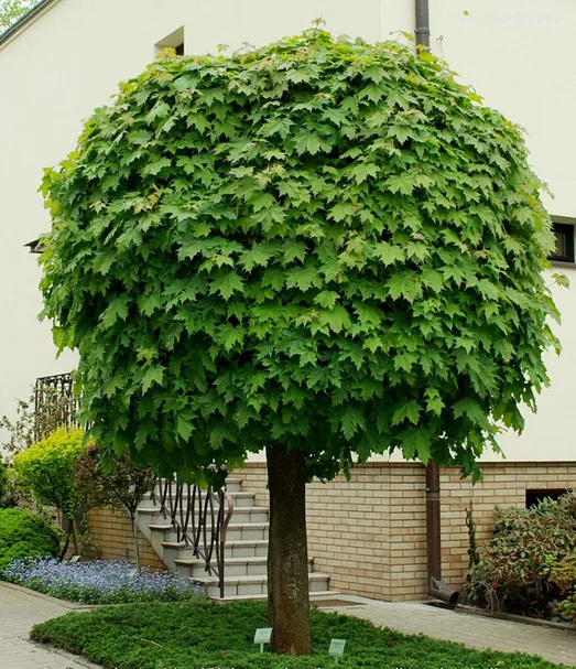 Клен Глобозум на штамбе 120см