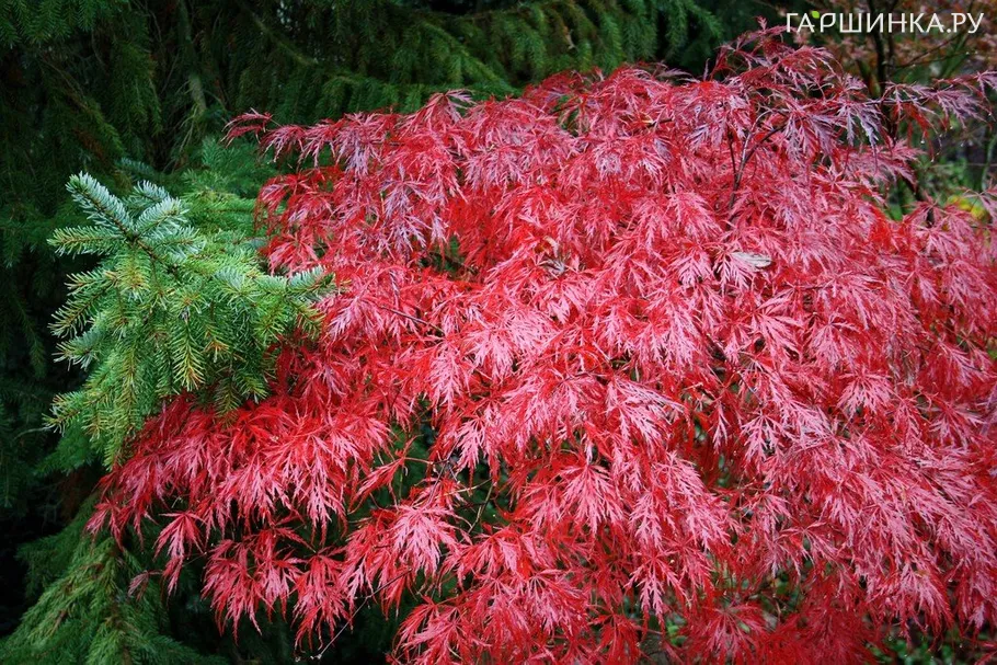 Клен Гарнет веерный