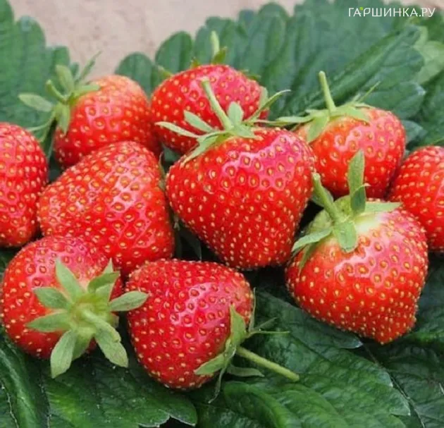 Клубника Соната