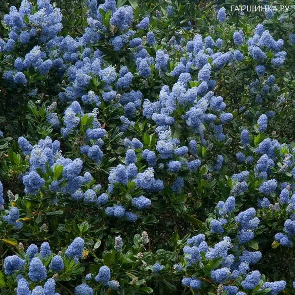 Краснокоренник Виктория
