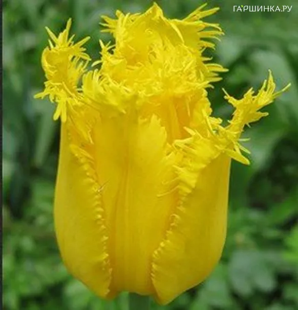 Тюльпан Криспи Мэри бахромчатый 5шт.