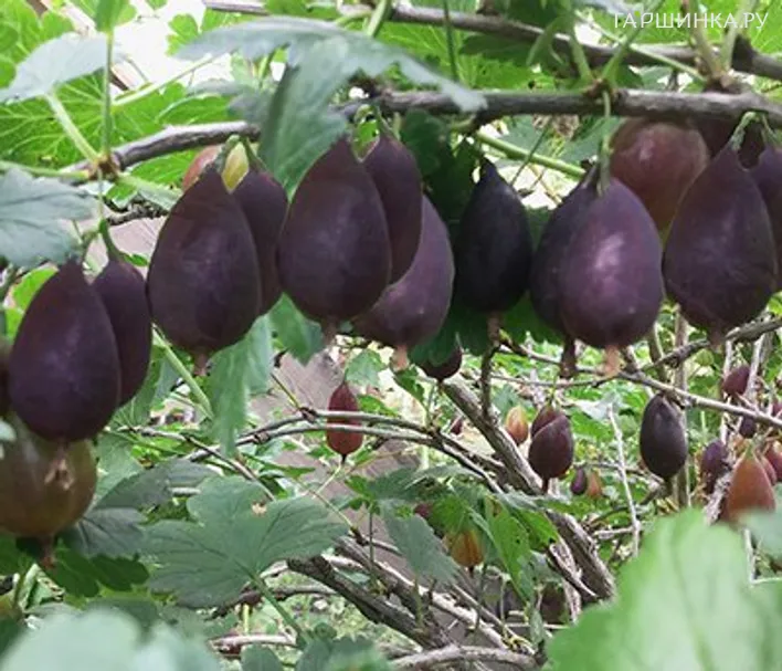 Крыжовник Грушенька