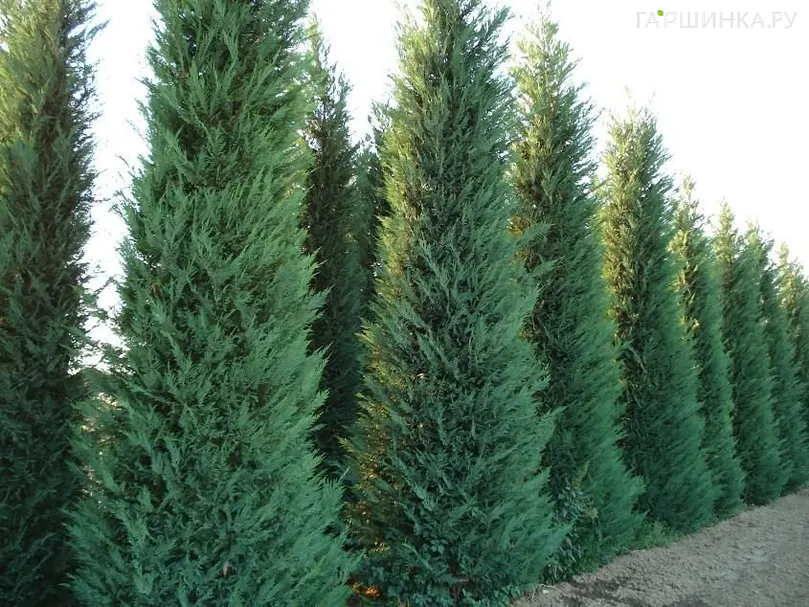 Купрессоципарис Лейланда