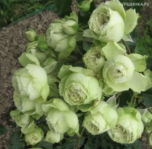 Роза Лавли Грин, Мейян (лиц)