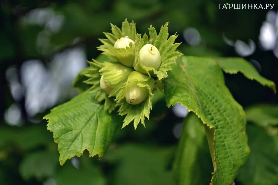 Лещина обыкновенная