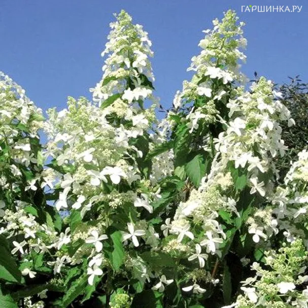 Гортензия Левана (богиня детства) метельчатая
