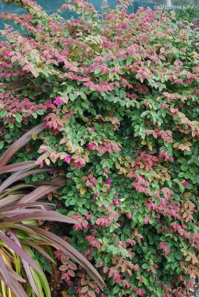 Лоропеталум Дайбрек Флейм