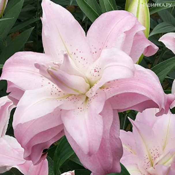 Лилия Лотус Квин восточная махровая