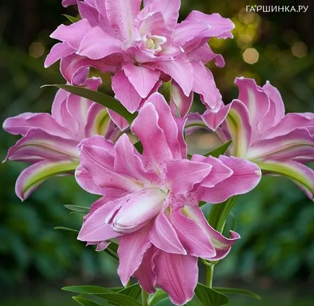 Лилия Лотус Вондер восточная махровая/2шт