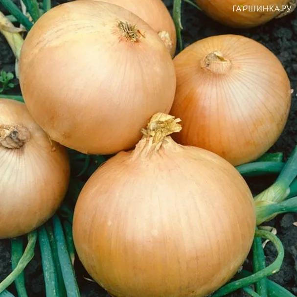 Лук-севок Румба (желтый) 0,5 кг