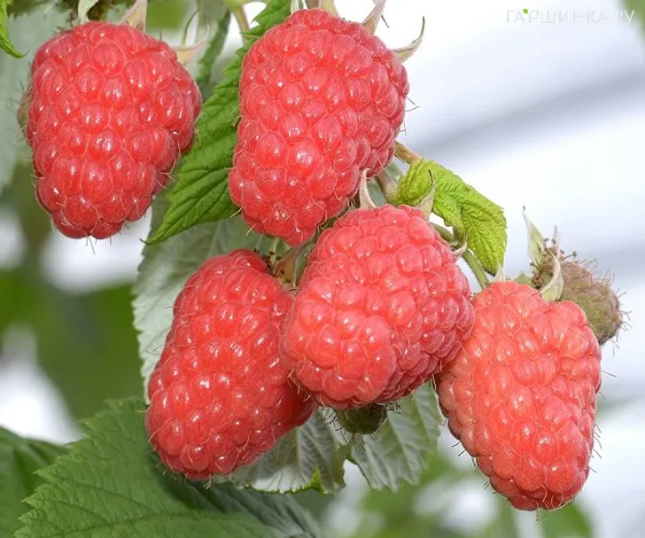 Малина Глен Ди