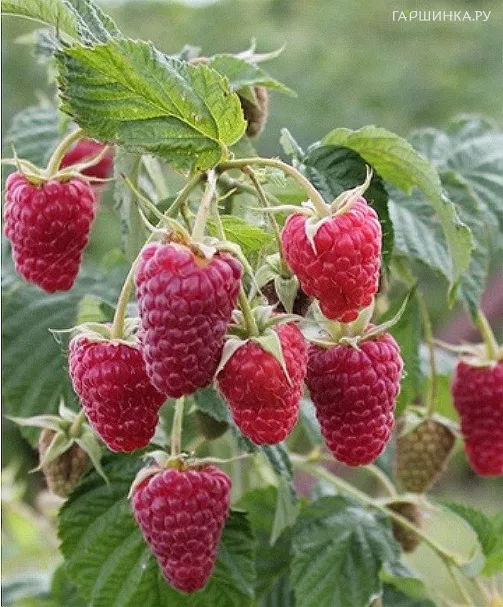 Малина Карамелька ремонтантная (от автора сорта!)