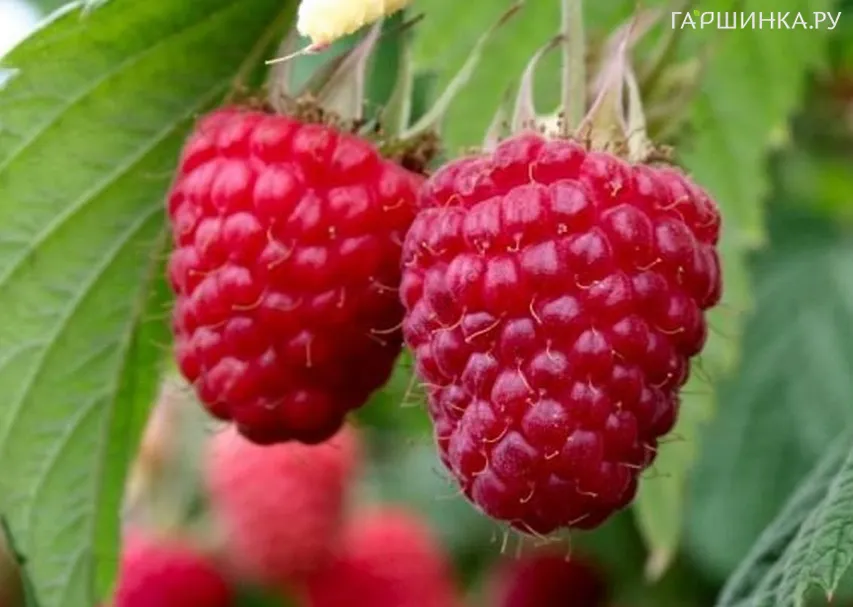 Малина Самохвал крупная среднего срока (от автора сорта!)