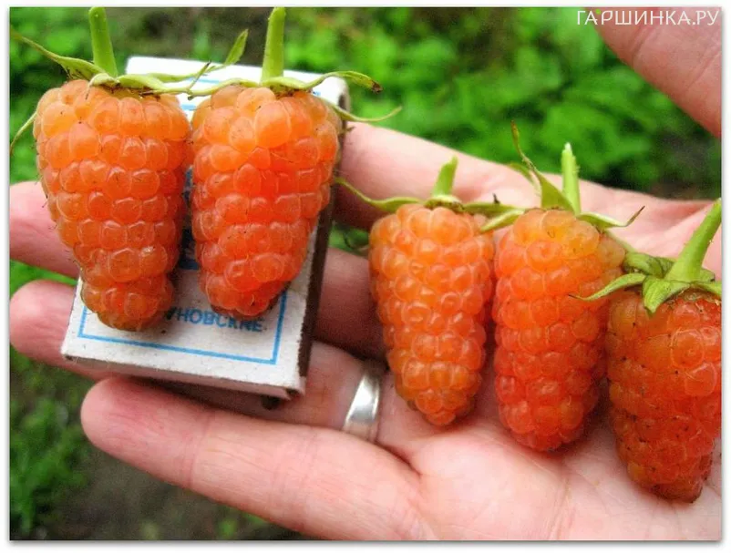 Малина Оранжевое чудо ремонтантная (лицензионная)