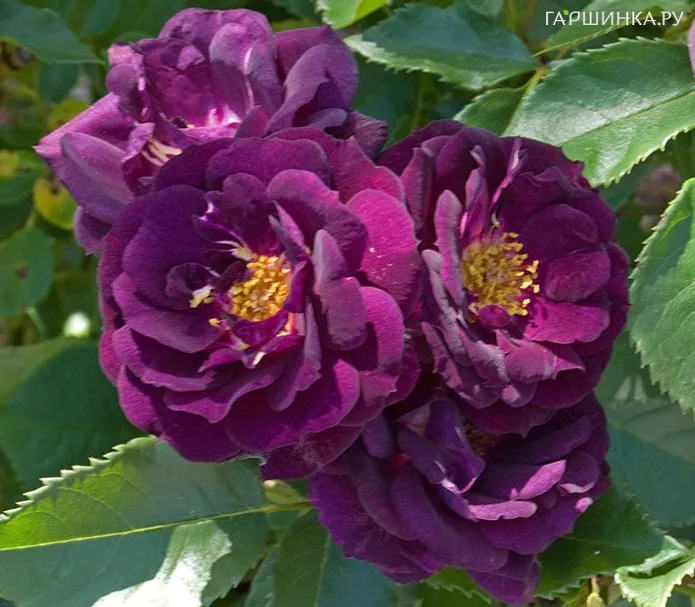 Роза Миднайт Блю, Викс (лиц)