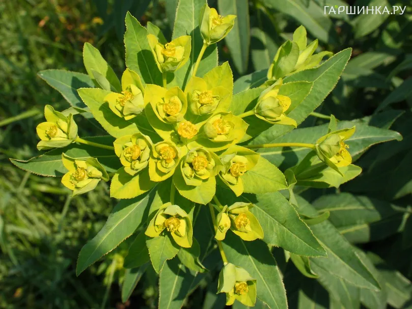 Молочай болотный