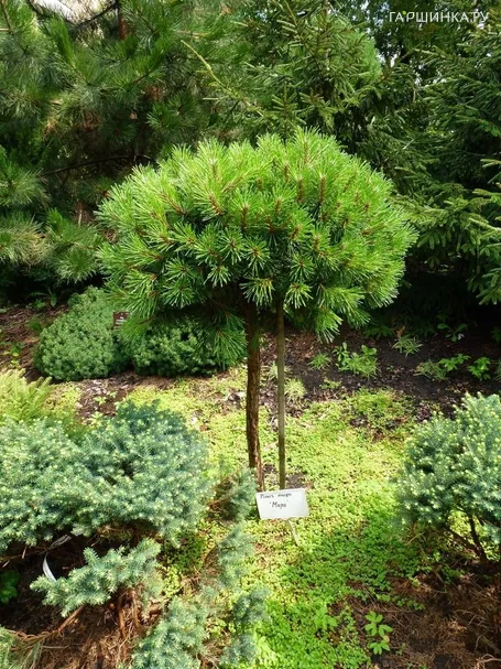Сосна горная Мопс на штамбе 80 см